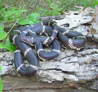 photo of common kingsnake showing northern color variation - snake is black with cream crossbands