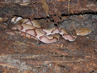 photo of copperhead showing reddish, hourglass-shaped bands