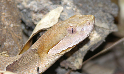close up photo of copperhead head showing faint eyestripe