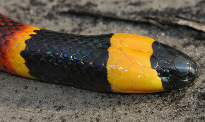 close up photo of coralsnake showing rounded black snout and yellow band across the back of the head