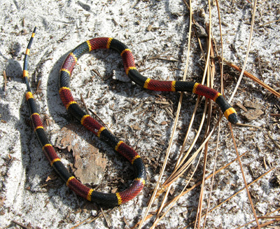 photo of coralsnake showing red and black bands separated by yellow bands