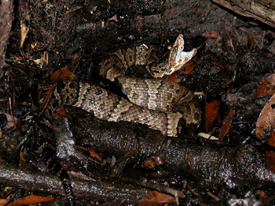 photo of adult cottonmouth showing splotched crossbands