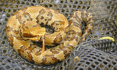 photo of juvenile cottonmouth showing reddish coloration and mustard yellow tail tip