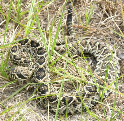 photo of eastern diamond-backed rattlesnake showing typical tan color with dark diamonds and dark eyestripe