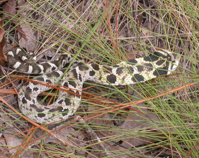 photo of eastern hog-nosed snake showing dark blotches on gray-tan body