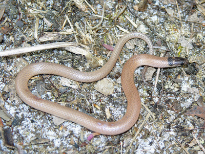 photo of Florida crowned snake showing tan body, dark head, and dark collar open at the nape