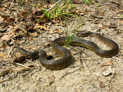 photo of Florida green watersnake showing dark olive body