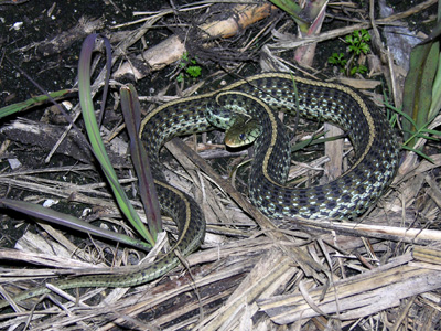 photo of grayish olive common gartersnake with black blotches, whitish side stripes, and distinct yellowish stripe down spine