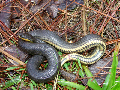 photo of glossy crayfish snake showing glossy brown back and yellowish belly marked with a double row of half moon shapes