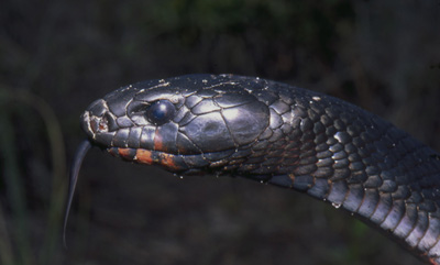 close up photo of eastern indigo snake head showing reddish chin and throat
