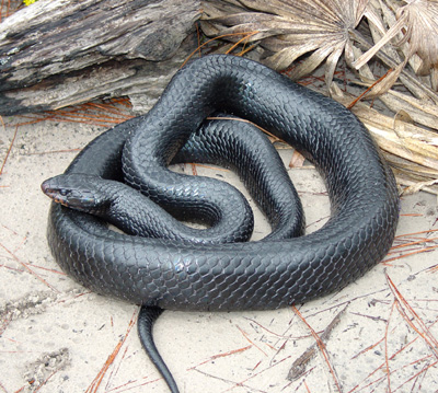 photo of eastern indigo snake showing iridescent blue-black body