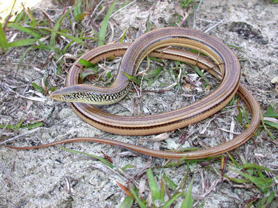 Islandglasslizard Willson 