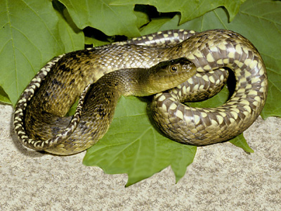 photo of Mississippi green watersnake showing speckled olive body and belly marked with half-moon shapes