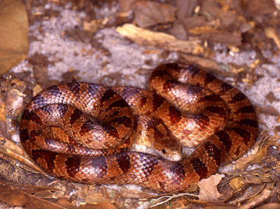 photo of mole kingsnake showing red-brown blotches on reddish body