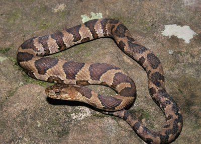 photo of northern watersnake showing reddish brown, checkerboard blotches on tan body--some blotches are fused into bands