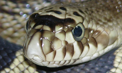 close-up photo of pinesnake head showing large, triangular scale at tip of snout