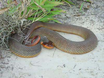 photo of plain-bellied watersnake showing solid-colored, reddish brown back