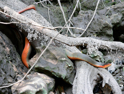 photo of plain-bellied watersnake showing solid-colored, dark back and orange-red belly