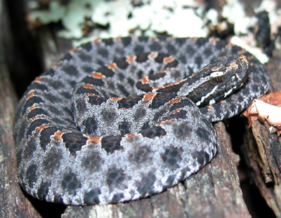 photo of pygmy rattlesnake with distinct rust-colored stripe down spine
