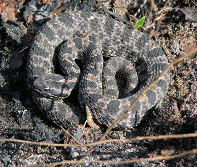photo of pygmy rattlesnake with faint rust-colored stripe down spine