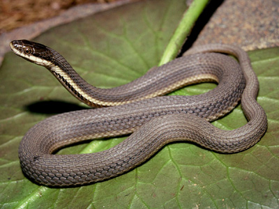 photo of solid-colored queensnake