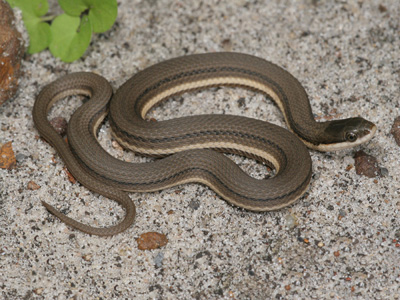 photo of queensnake showing light and dark stripes on brownish body