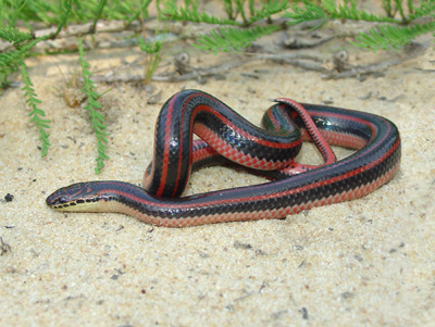 Photo of rainbow snake showing distinctive red and black stripes