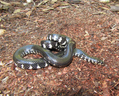 photo of anerythristic red-bellied mudsnake showing whitish, rather than red, triangular markings along sides of black body