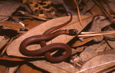 photo of red-bellied snake with reddish brown body, showing light collar and light spot under eye