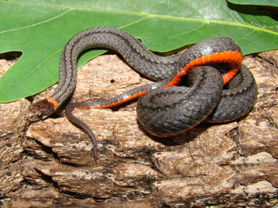 photo of red-bellied snake with gray body, showing red belly, light collar, and light spot under eye