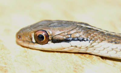 close up photo of eastern ribbonsnake head showing distinct whitish spot in front of the eye