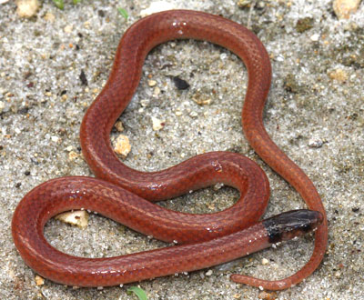 photo of rim rock crowned snake showing dark head and reddish-tan body