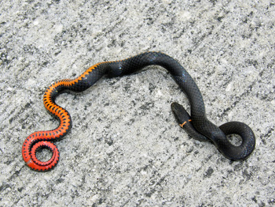 photo of ring-necked snake showing orange collar on black body, and orange belly with half-moon markings