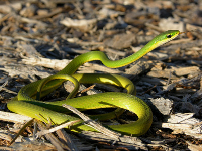 photo of rough greensnake showing green body and yellow chin