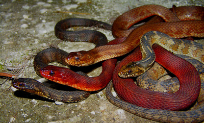 photo of saltmarsh watersnakes showing solid-colored and banded individuals