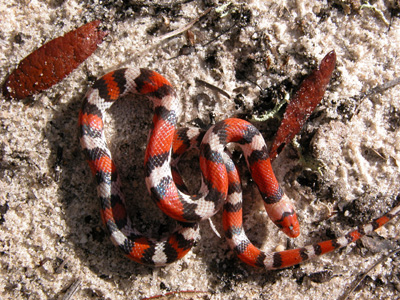 photo of scarletsnake showing broad red bands separated from narrow yellowish bands by thin black bands