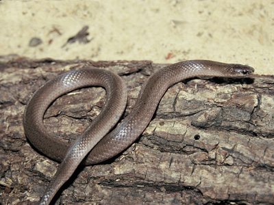 photo of smooth earthsnake showing brown body and smooth scales