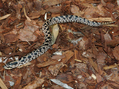 photo of southern hog-nosed snake showing dark blotches on gray body, with faint reddish blotches down the spine