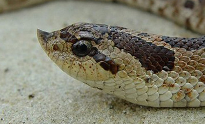 close-up photo of turned up scale on the tip of the snout of a southern hog-nosed snake