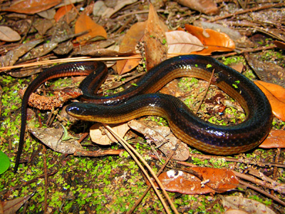 Photo of striped crayfish snake showing faint stripes and yellowish lower sides
