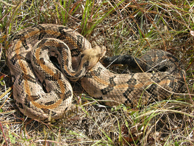 photo of timber rattlesnake with distinct rust-colored stripe down spine between bands