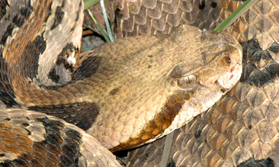 close up photo of timber rattlesnake head showing eyestripe