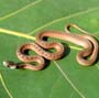 thumbnail photo of snake