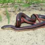 thumbnail photo of snake